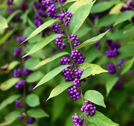   Infructescence :  Callicarpa americana ; Photo by John Murphy, wikimedia commons
